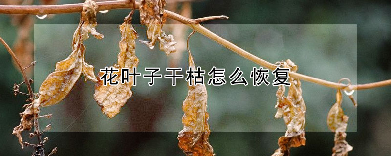 花葉子干枯怎么恢復