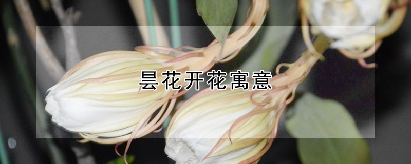 曇花開(kāi)花寓意