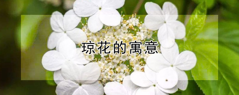 瓊花的寓意