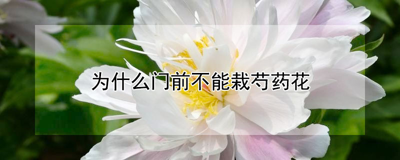 為什么門前不能栽芍藥花