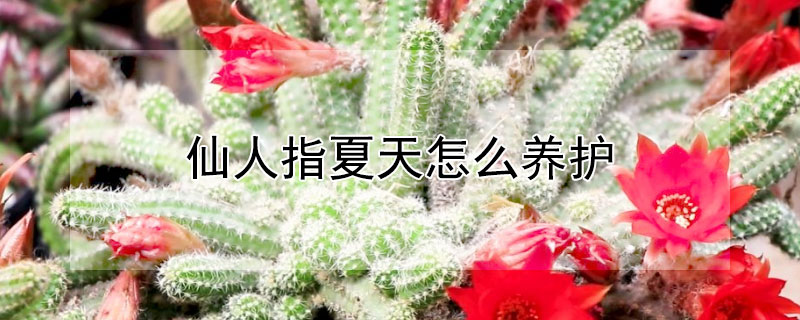 仙人指夏天怎么養(yǎng)護