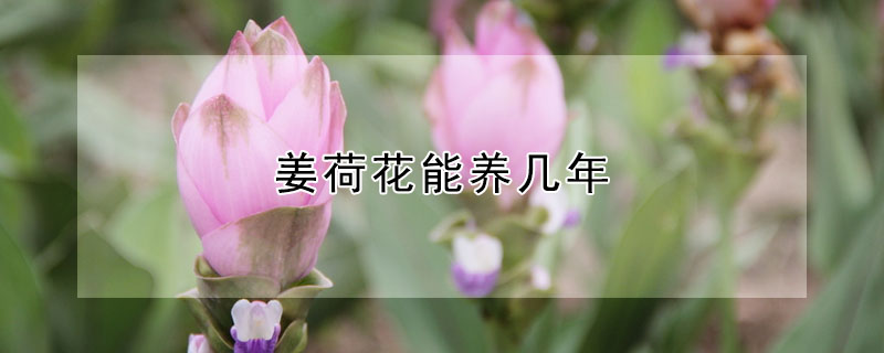 姜荷花能養(yǎng)幾年