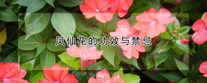 鳳仙花的功效與禁忌