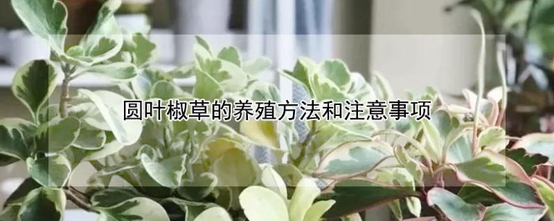 圓葉椒草的養殖方法和注意事項