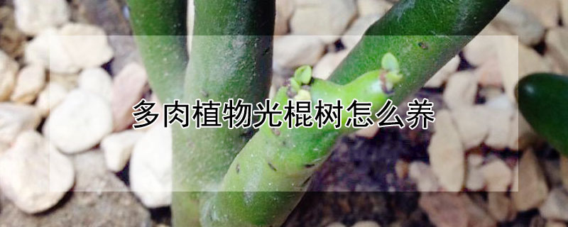 多肉植物光棍樹怎么養