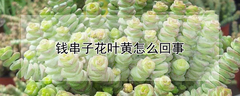 錢串子花葉黃怎么回事