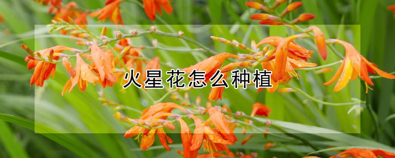 火星花怎么種植