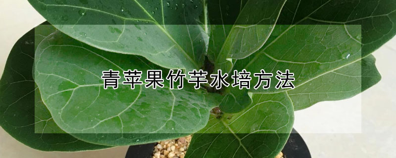 青蘋(píng)果竹芋水培方法