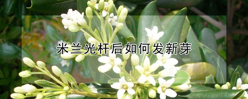 米蘭光桿后如何發新芽