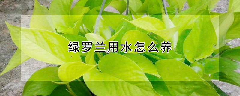 綠羅蘭用水怎么養(yǎng)