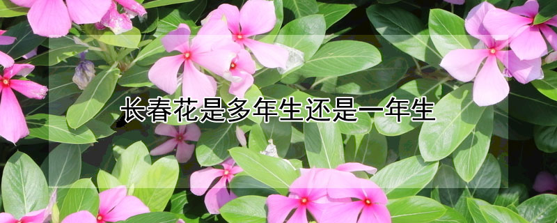 長(zhǎng)春花是多年生還是一年生