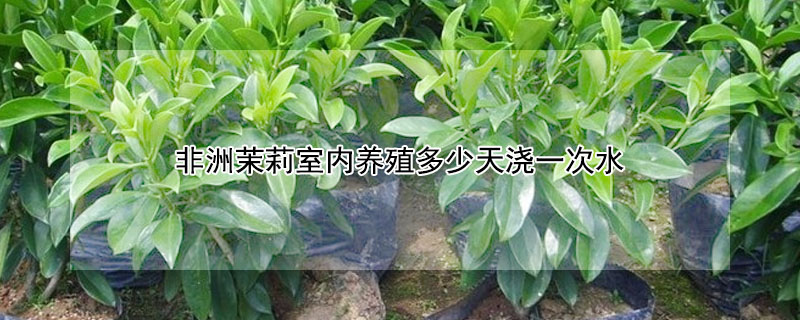 非洲茉莉室內養殖多少天澆一次水