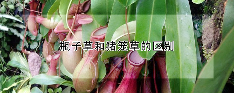 瓶子草和豬籠草的區(qū)別