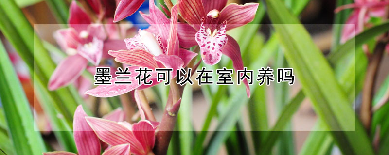 墨蘭花可以在室內(nèi)養(yǎng)嗎