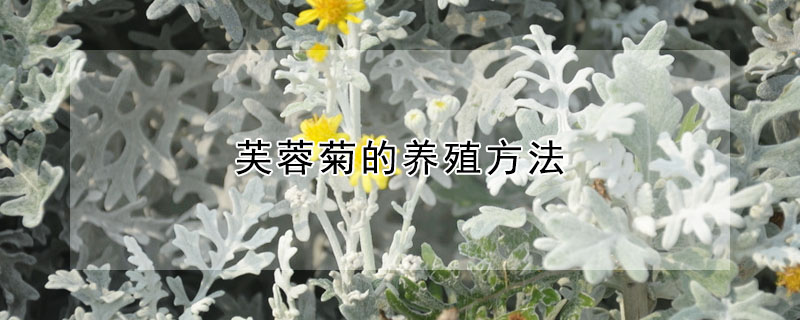 芙蓉菊的養殖方法