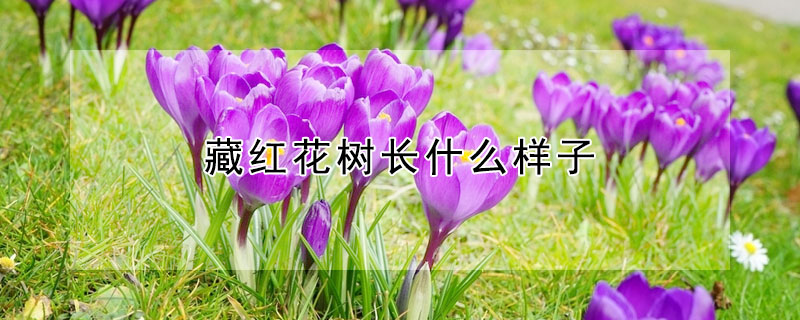 藏紅花樹(shù)長(zhǎng)什么樣子