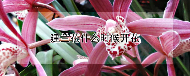 建蘭花什么時候開花