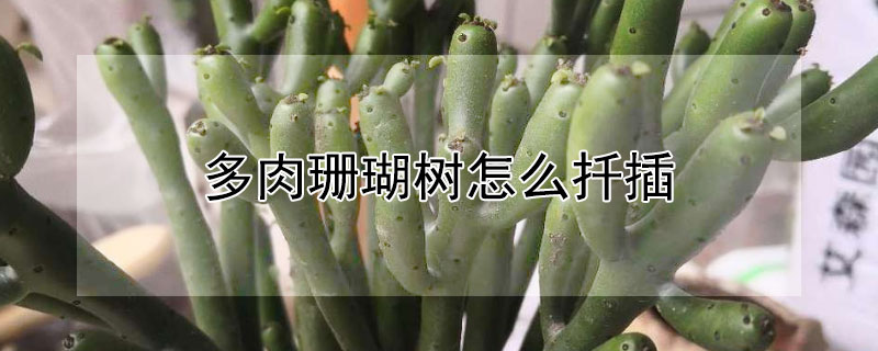 多肉珊瑚樹(shù)怎么扦插