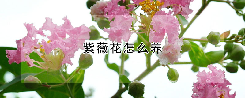 紫薇花怎么養