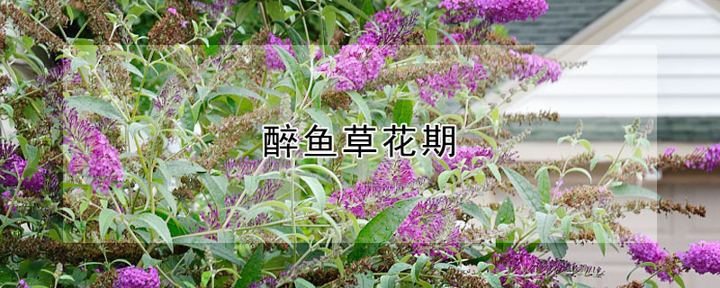 醉魚草花期