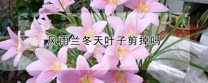 風(fēng)雨蘭冬天葉子剪掉嗎