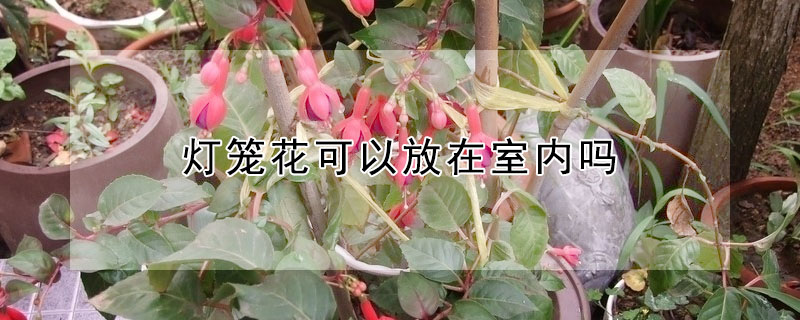 燈籠花可以放在室內(nèi)嗎