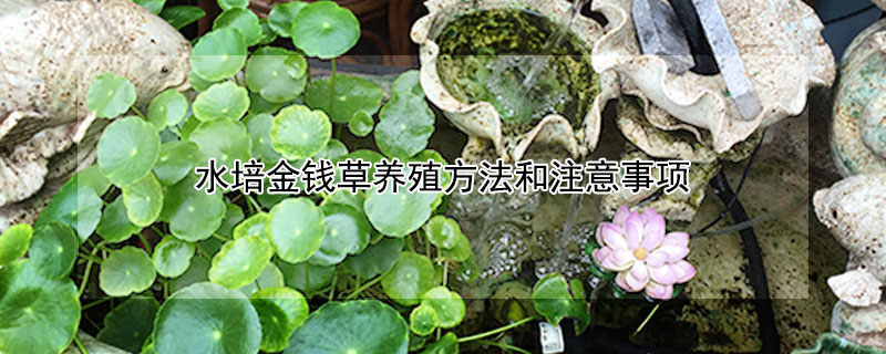 水培金錢草養(yǎng)殖方法和注意事項(xiàng)