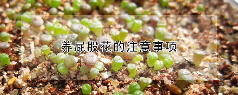 養(yǎng)屁股花的注意事項(xiàng)