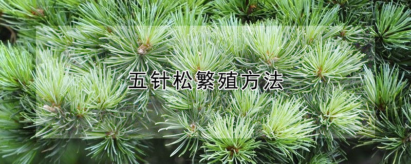 五針?biāo)煞敝撤椒?></a></div>
                    </div>
                    <h3><a href=