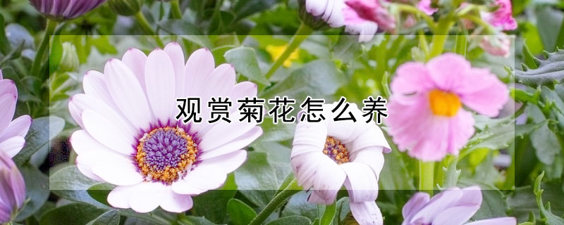 觀賞菊花怎么養