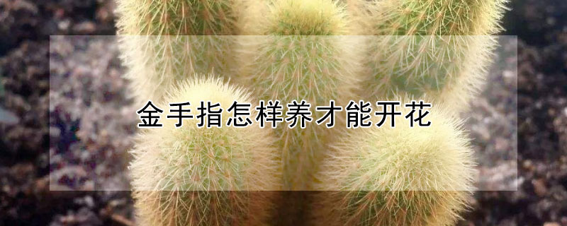 金手指怎樣養(yǎng)才能開(kāi)花