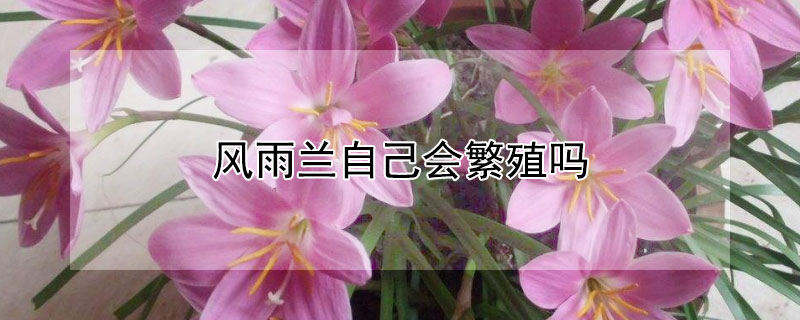 風(fēng)雨蘭自己會(huì)繁殖嗎