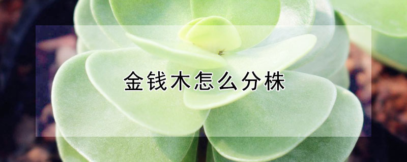 金錢(qián)木怎么分株