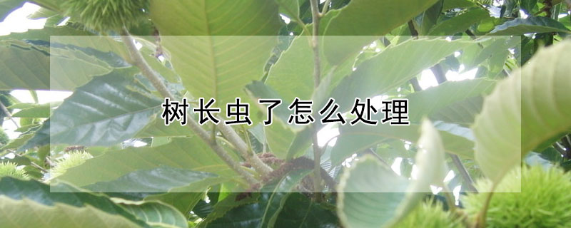 樹(shù)長(zhǎng)蟲(chóng)了怎么處理