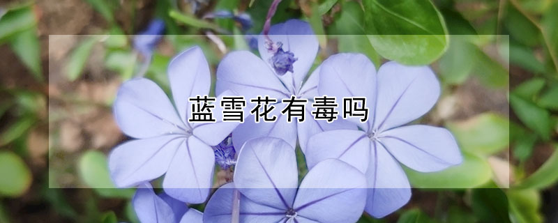 藍(lán)雪花有毒嗎