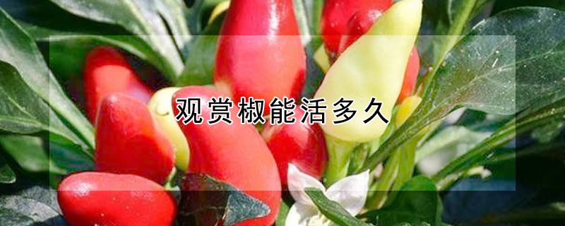 觀賞椒能活多久