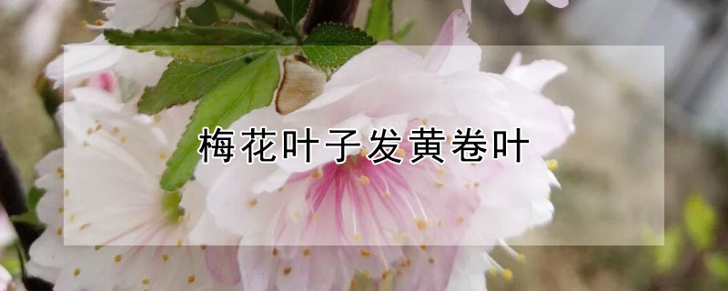 梅花葉子發(fā)黃卷葉