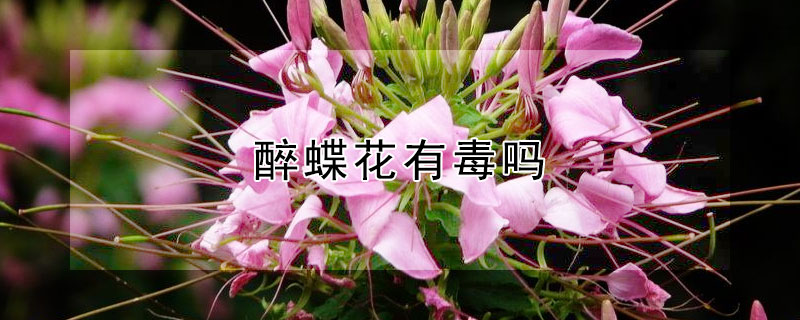 醉蝶花有毒嗎