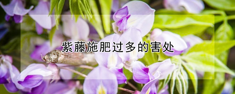 紫藤施肥過(guò)多的害處