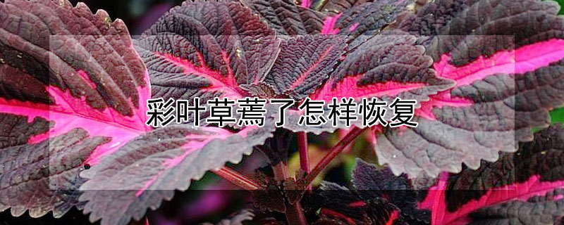 彩葉草蔫了怎樣恢復