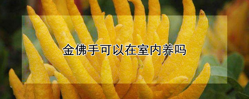 金佛手可以在室內(nèi)養(yǎng)嗎