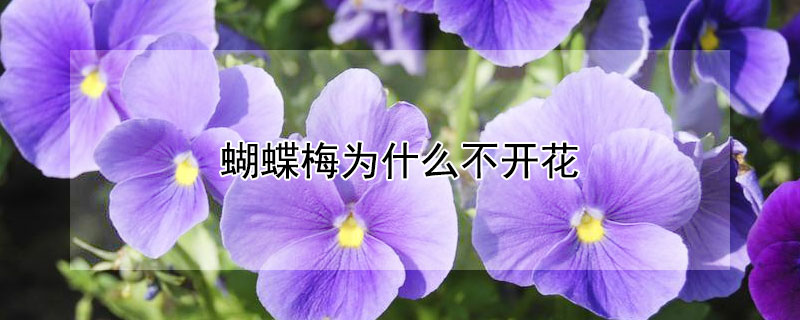 蝴蝶梅為什么不開(kāi)花