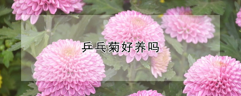 乒乓菊好養(yǎng)嗎