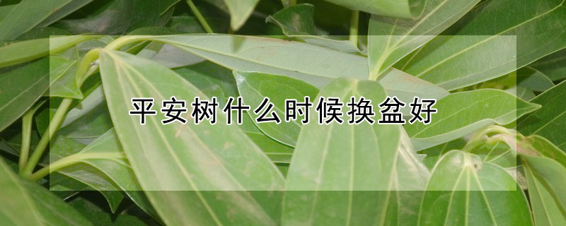 平安樹(shù)什么時(shí)候換盆好