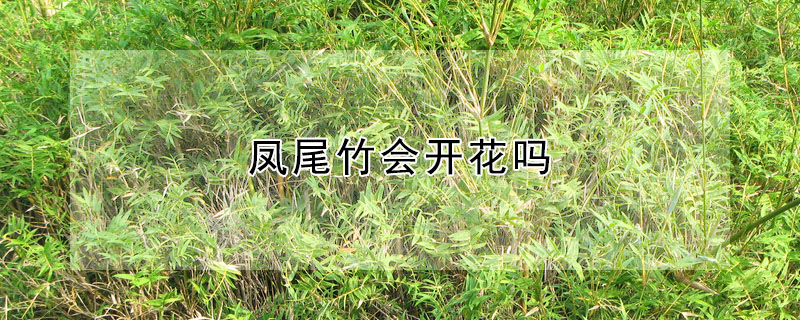 鳳尾竹會開花嗎