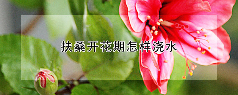 扶桑開花期怎樣澆水