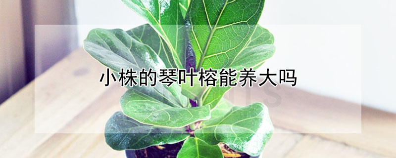 小株的琴葉榕能養(yǎng)大嗎