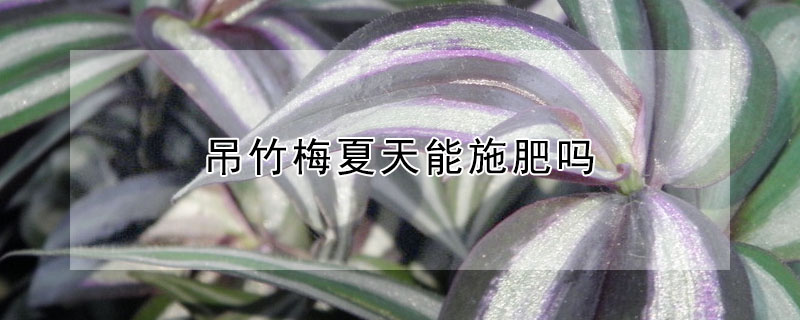 吊竹梅夏天能施肥嗎