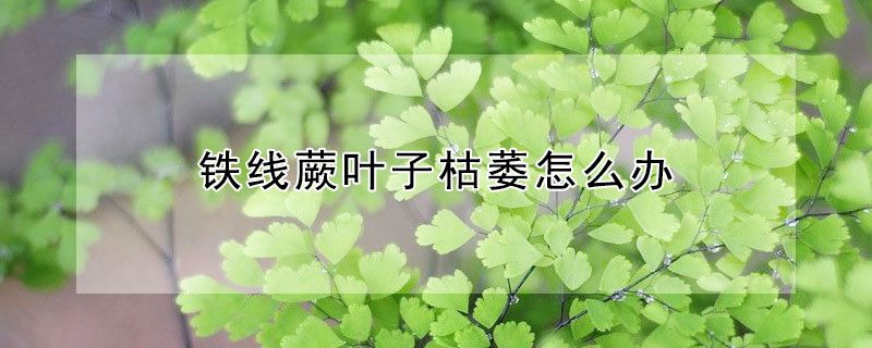 鐵線蕨葉子枯萎怎么辦