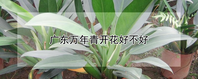 廣東萬年青開花好不好